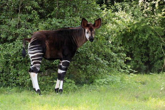 Okapi (Okapia johnstoni), adult, foraging, captive