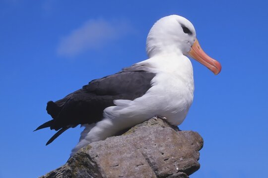 Black-browed Albatross (Diomedea melanophris) sitting on a rock, Steeple Jason Island, Falkland Island