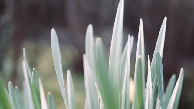 Small, fusiform leaves that wave slightly - close-up with blurred background