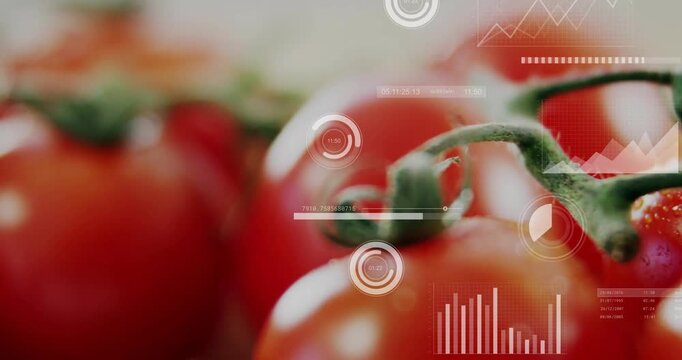 Vertical video: Camera shifting focus revealing dewy tomatoes, HUD overlaying fruit for food data