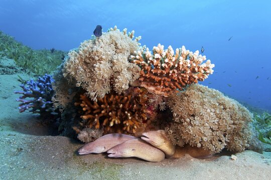 Geometric Moray (Gymnothorax griseus), also spotted moray eel, three, patch reef with soft corals (Xenia) and various stony corals, sandy bottom, seagrass bed, Red Sea, Aqaba, Kingdom of Jordan