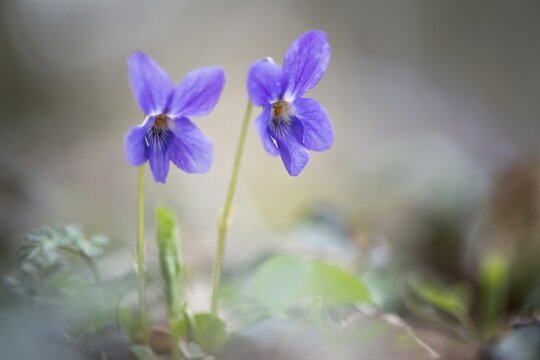 Wood violet (Viola odorata), North Rhine-Westphalia, Germany