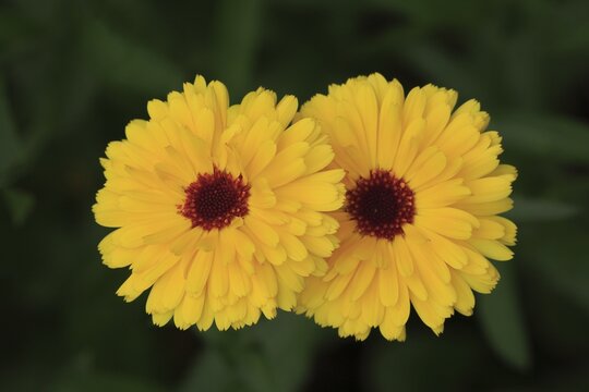 Marigold (Calendula officinalis), blossoms, Germany