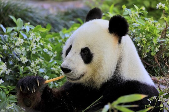 Giant Panda (Ailuropoda melanoleuca), adult feeding Portrait, captive, Adelaide, South Australia, Australia
