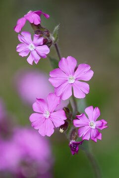 Red campion (Silene dioica), Seleger Moor marshland, Rifferswil, Switzerland, Europe