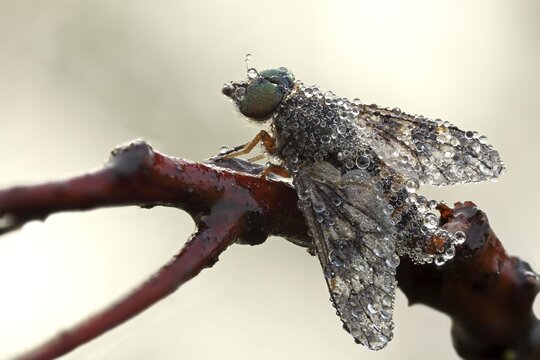 Water Snipe Fly (Atherix ibis) sitting on a branch, Hesse, Germany