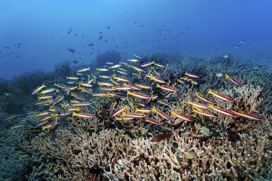 Two-spot Snapper (Lutjanus biguttatus), Andaman Sea, Mu Ko Similan National Park, Similan Islands, Phang Nga Province, Thailand