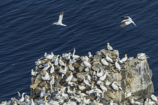 Gannet colony on the rock needle St&oacute;ri Karl, Langanes Peninsula, Thorsh&ouml;fn, Nor&eth;urland eystra, Iceland
