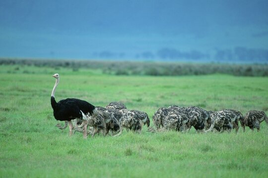Massai Ostrichs, male with youngs, Ngorongoro crater, Tanzania / (Struthio camelus massaicus)