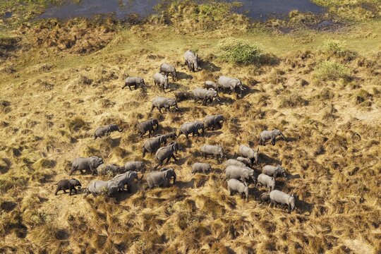 African Elephants (Loxodonta africana), breeding herd, roaming, aerial view, Okavango Delta, Botswana