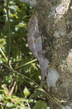 Elephant-eared Chameleon or Short-horned Chameleon (Calumma brevicornis), female, Madagascar