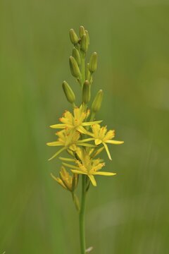 Bog Asphodel (Narthecium ossifragum), Emsland, Lower Saxony, Germany