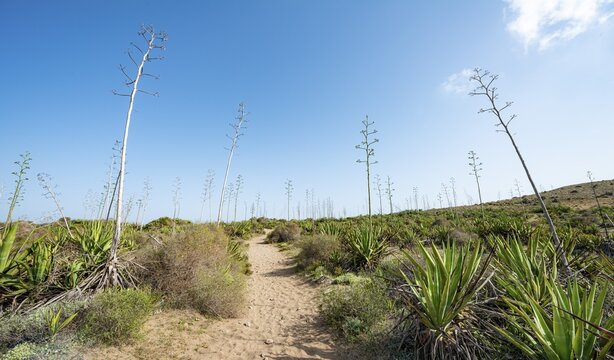 Route through agaves, Playa de Los Genoveses, Cabo de Gata-Nijar National Park, Almer&iacute;a, Spain