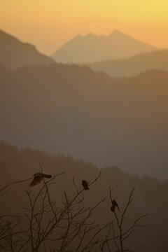 Alpine Choughs at sunrise, Stripsenjochhaus, Wilder Kaiser, Tyrol, Austria, Europe