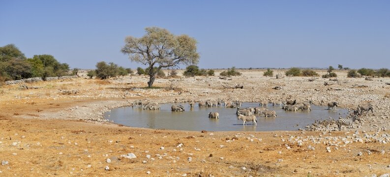 Herd of Plains Zebras (Equus burchelli) at the waterhole of Okaukuejo, Etosha National Park, Namibia, Africa