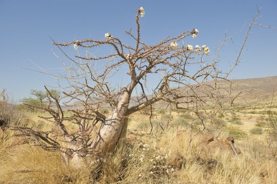 Flowering Bottle Tree (Pachypodium lealii) at the Grootberg mountain, Namibia, Africa