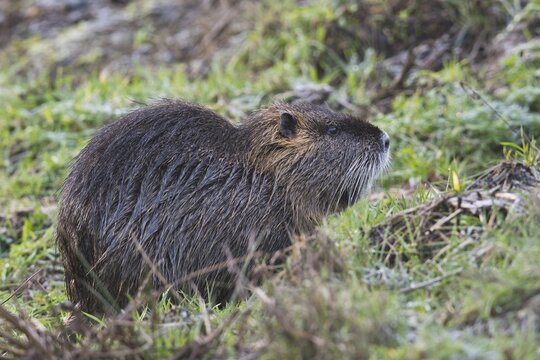 Nutria (Myocastor coypus), Emsland, Lower Saxony, Germany