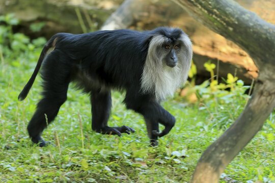 Lion-tailed macaque (Macaca silenus), Wanderu, adult, running, alert, captive, endangered species, India