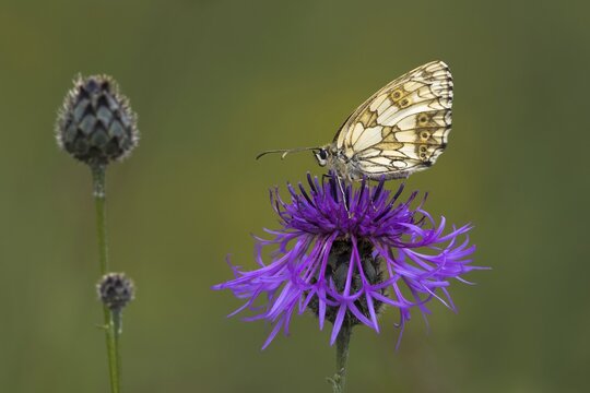 Marbled white (Melanargia galathea) on Brown knapweed (Centaurea jacea), Hesse, Germany