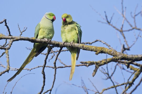 Rose-ringed parakeets (Psittacula krameri), Rhineland-Palatinate, Germany