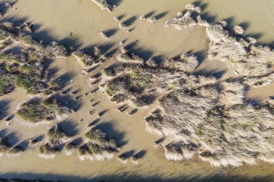 Reeds, aerial view, drone shot, Ebro Delta Nature Reserve, Tarragona province, Catalonia, Spain