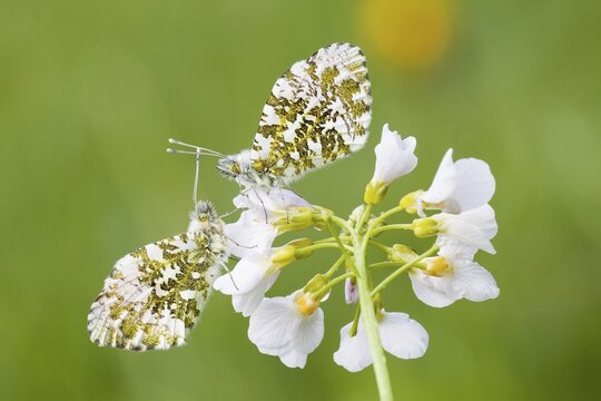 Two Orange Tip butterflies (Anthocharis cardamines), males, on a Cuckooflower or Cuckoo Flower (Cardamine pratensis)