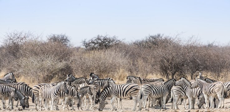 Herd of Burchell's Zebras (Equus quagga burchellii) drinking at water, Tsumcor water hole, Etosha National Park, Namibia