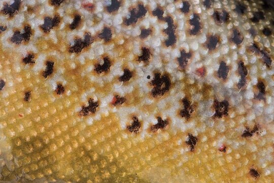 Yellowish scales, trout (Salmo trutta), Vei&eth;iv&ouml;tn, Iceland