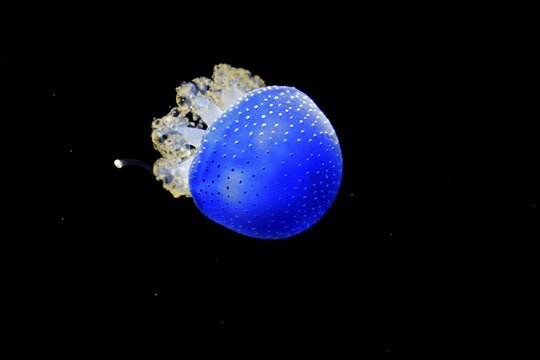 Australian spotted jellyfish (Phyllorhiza punctata), in water, captive, Switzerland