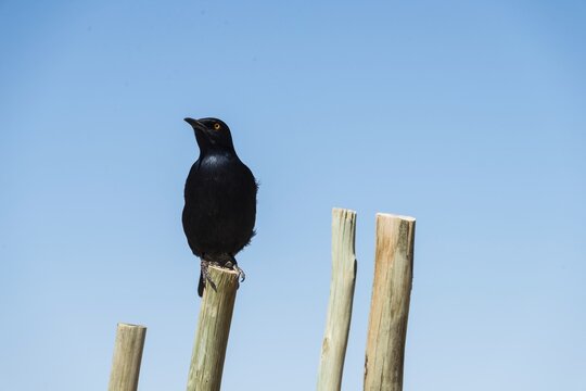 Pale-winged Starling (Onychognathos nabouroup) perched on pole, Fishriver Canyon, Namibia