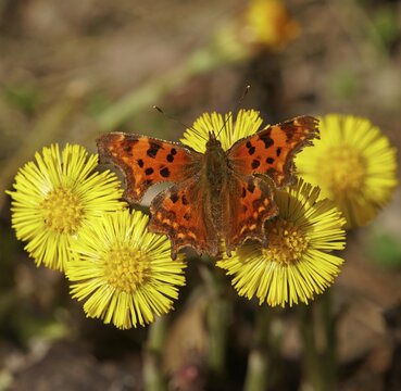 Comma (Polygonia C-album) at Coltsfoot (Tussilago farfara) Hesse, Germany