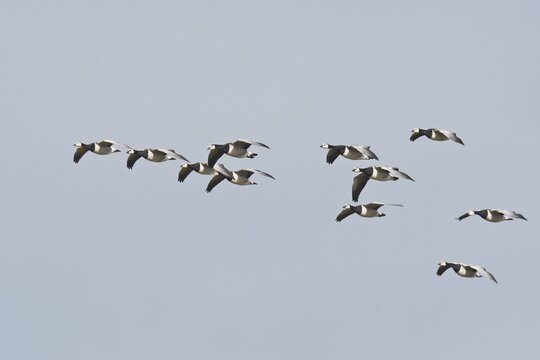 Barnacle Geese, White-fronted Geese (Branta leucopsis), flying, East Frisia, Lower Saxony, Germany