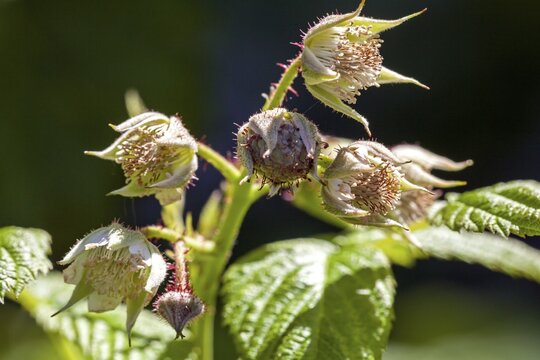 Raspberry (Rubus idaeus), flowers and unripe fruit, Baden-W&uuml;rttemberg, Germany