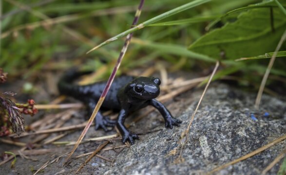 Alpine Salamander (Salamandra atra) on the grass, Zillertal Alps, Zillertal, Tyrol, Austria