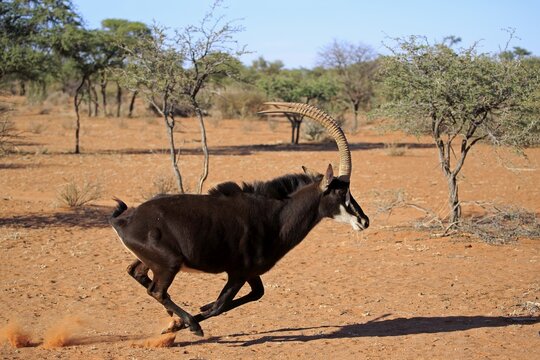 Sable antilope (Hippotragus niger), adult, male, runs through bushland, Tswalu Game Reserve, Kalahari, North Cape, South Africa