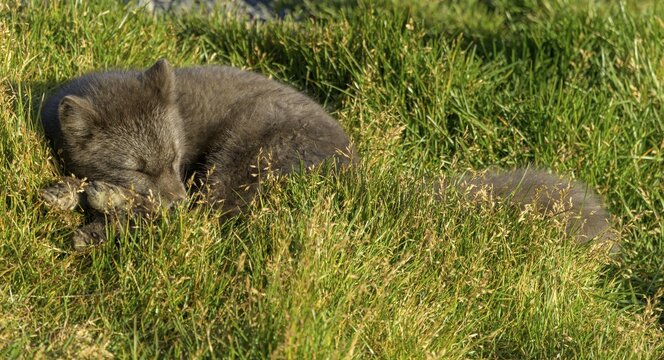 Sleeping young Arctic fox (Vulpes lagopus) or ice fox, M&ouml;&eth;rudalur, Austurland, Iceland