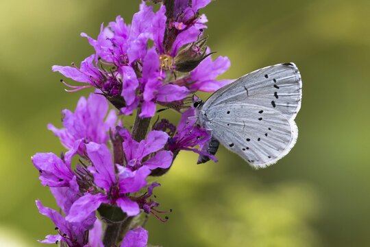 Holly Blue (Celastrina argiolus) on Purple loosestrife (Lythrum salicaria), Hesse, Germany