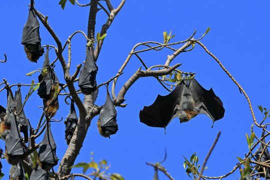 Grey-headed flying fox (Pteropus poliocephalus), adult, group, day, resting, sleeping, in sleeping tree, Adelaide, South Australia, Australia