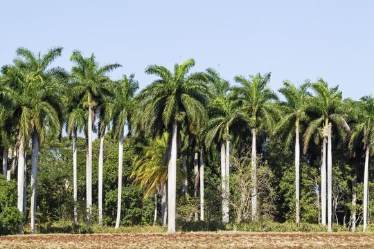 Royal palms (Roystonea regia), Granma Province, Cuba