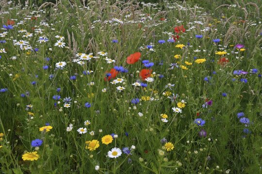 Flower meadow with Cornflowers (Centaurea cyanus), Corn Marigold (Chrysanthemum segetum), Sea Mayweed (Tripleurospermum maritimum ssp.inodorum) and Corn Poppies (Papaver rhoeas), Emsland, Lower Saxony, Germany