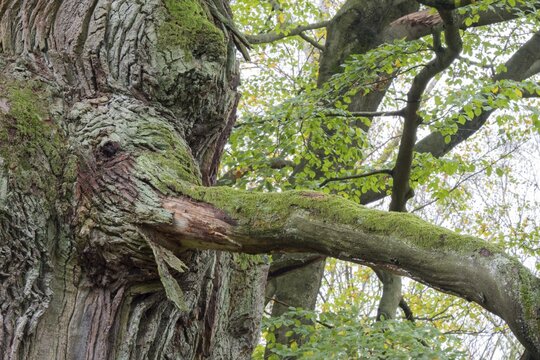 Elephant head, intergrown with an oak trunk (Quercus robur), Hesse, Germany