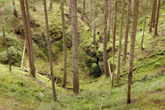 Doline, solution doline, collapse doline, morphological depression with dense vegetation of moss, European spruce (Picea abies) and spruce saplings, forest, karst, Veldensteiner Forst, near Michelfeld, district of Auerbach, Upper Palatinate, Bavaria, Germany