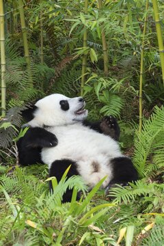 Giant Panda (Ailuropoda melanoleuca), 2 years, resting, China Conservation and Research Centre for the Giant Panda, Chengdu, Sichuan, China