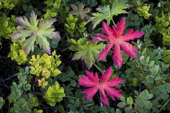 Autumn colored vegetation, Dyrfj&ouml;ll, Iceland