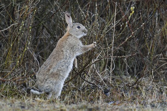 Wild Rabbit or Common Rabbit (Oryctolagus cuniculus), feeding on flowering pussy willow (Salix sp), De Geul, Texel, Texel, West Frisian Islands, province of North Holland, The Netherlands