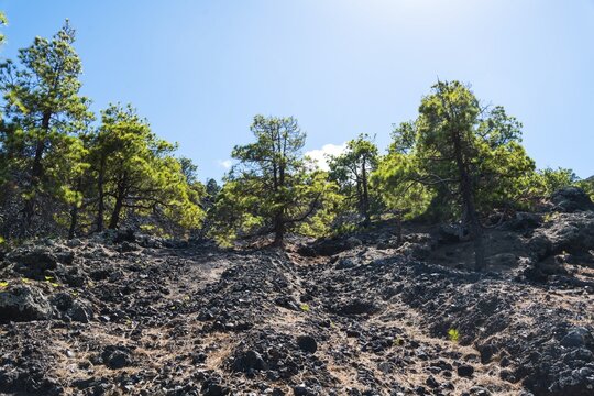 Lava-covered slope overgrown with a pine forest, Garachico, Tenerife, Canary Islands, Spain