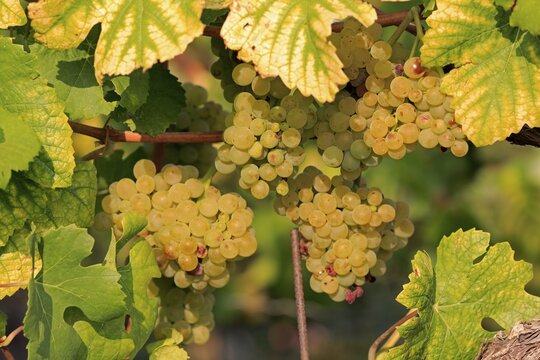 Grape vine (Vitis vinifera), Pinot Blanc, with grapes, in late summer, fruit, fruits, grapes, shortly in front of harvest, in front of the harvest, Ellerstadt, Rhineland-Palatinate, Germany