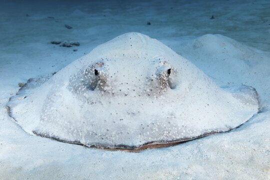 Porcupine ray (Urogymnus asperrimus) from front, on sandy ground, Indian Ocean, North Mal&eacute; Atoll, Maldives