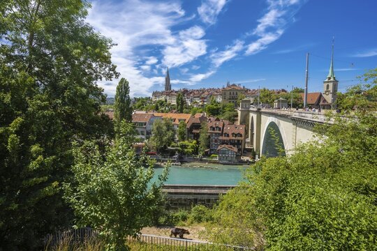 Berner B&auml;r im B&auml;rengraben, River Aare, Bernese Old Town, Nydegg Church and Bernese Minster, Nydegg district, Bern, Canton of Bern, Switzerland