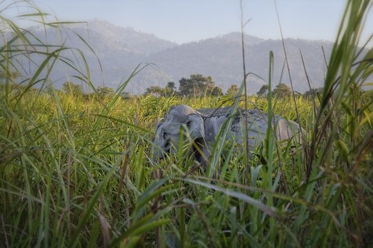 Indian elephant (Elephas maximus indicus) hidden in Elephant grass, Kaziranga National Park, Assam, India